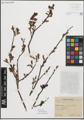 Foto von Salix myrsinifolia Salisb.